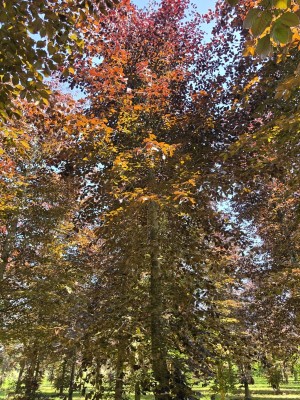 Afbeelding Rode Beuk - Fagus sylvatica 'Atropunicea'