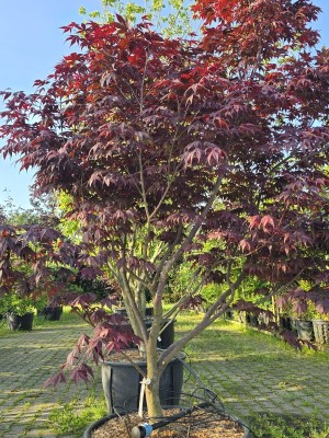 Afbeelding Japanischer Ahorn - Acer palmatum 'Bloodgood'