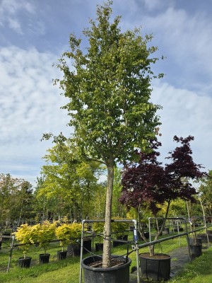 Afbeelding Perzisch IJzerhout - Parrotia persica