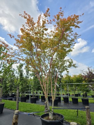 Afbeelding Japanse esdoorn - Acer palmatum 'Sangokaku'