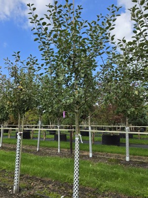 Afbeelding Apfel 'Schone van Boskoop' - Malus domestica 'Schone van Boskoop'