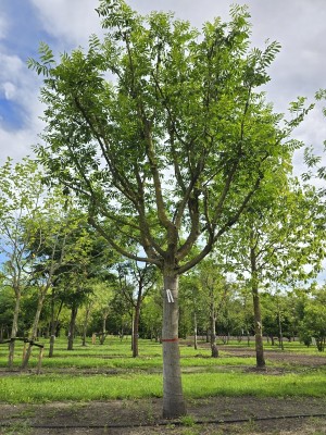 Afbeelding Vleugelnoot - Pterocarya fraxinifolia