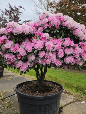 Afbeelding Japanse Rhododendron - Rhododendron yakushimanum
