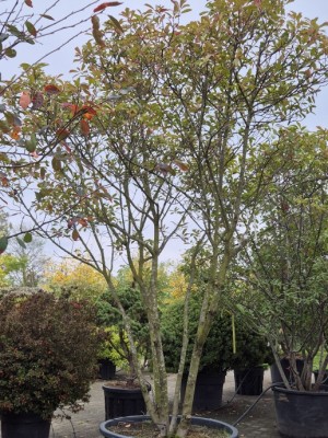Afbeelding Glansmispel 'Red Robin' - Photinia fraseri 'Red Robin'