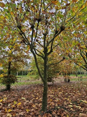 Afbeelding Klimboom Plataan meerstam vormboom - Platanus x hispanica