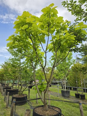 Afbeelding Gouden Trompetboom - Catalpa bignonioides 'Aurea'