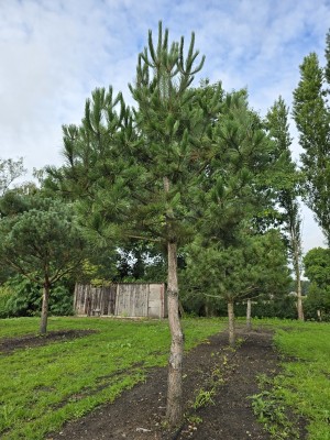 Afbeelding Oostenrijkse den - Pinus nigra 'Nigra'