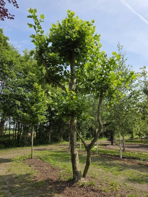 Afbeelding Plataan meerstammige knotvorm  dakplataan - Platanus x Hispanica