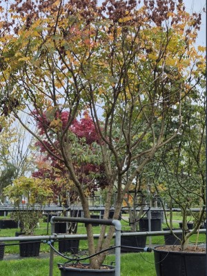 Afbeelding Chinesischer Blasenbaum - Koelreuteria paniculata