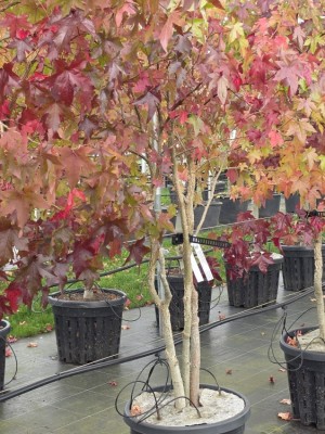 Afbeelding Amberboom - Liquidambar styraciflua