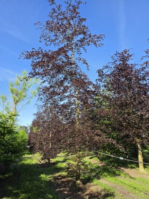 Afbeelding Rode beuk - Fagus sylvatica 'Atropunicea'