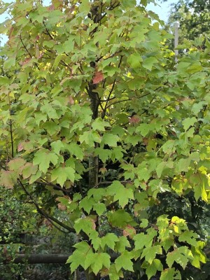 Afbeelding Amerikanischer Ahorn - Acer rubrum 'October Glory'