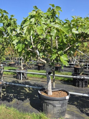 Afbeelding Feige - Ficus carica