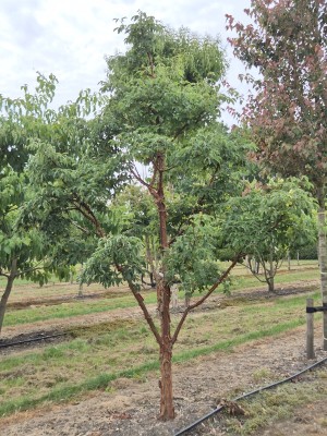 Afbeelding Papier-Rinden-Ahorn - Acer griseum