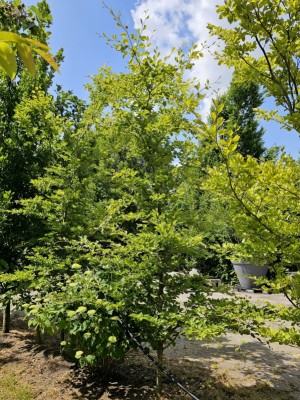Afbeelding Bontbladige langzaam groeiende beuk - Fagus sylvatica 'Striata'