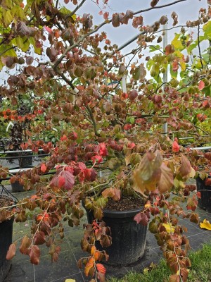 Afbeelding Perzisch IJzerhout - Parrotia persica