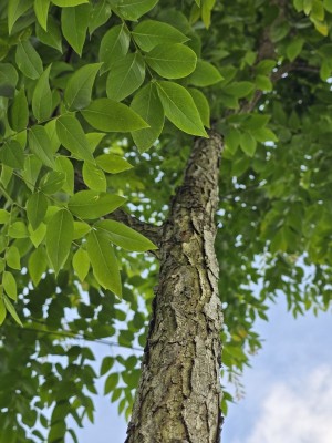 Afbeelding Geweihbaum - Gymnocladus dioica