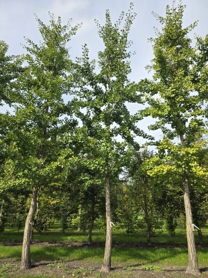 Afbeelding Tempelboom of Eendenpootboom - Ginkgo biloba