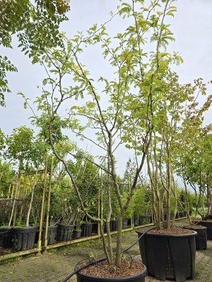 Afbeelding Falscher Christusdorn - Gleditsia triacanthos 'Sunburst'
