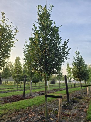 Afbeelding Laurierkers 'Caucasica' - Prunus laur. Caucasica