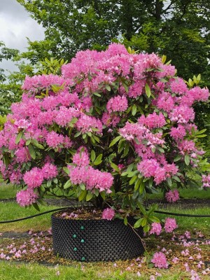 Afbeelding Wilde bos-rhododendron - Rhododendron ponticum 'Roseum'