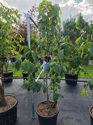 Afbeelding PawPaw boom - Asimina Triloba