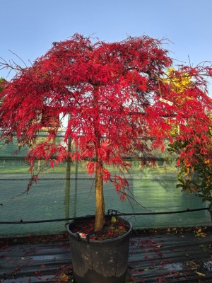 Afbeelding Japanischer Ahorn - Acer palmatum 'Inaba Shidare'