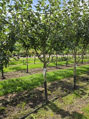 Afbeelding Notarisapfel Niederstamm - Malus domestica 'Notarisappel'