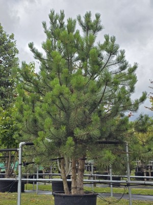 Afbeelding Österreichische Schwarzkiefer - Pinus nigra 'Nigra'