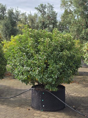 Afbeelding Portugese laurier bolvorm - Prunus Lusitanica
