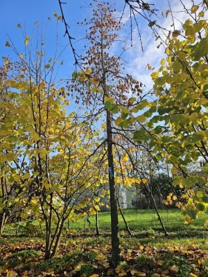 Afbeelding Trauer-Hainbuche - Carpinus betulus 'Pendula'