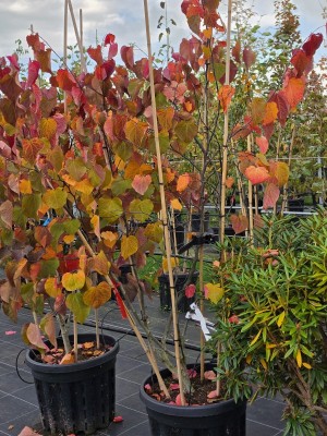 Afbeelding Amerikaanse Judasboom - Cercis canadensis 'Forest Pansy'
