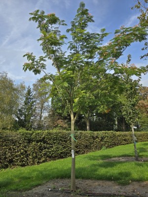 Afbeelding Albizia julibrissin - Albizia julibrissin