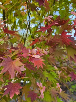 Afbeelding Japanischer Goldahorn Jordan - Acer shirasawanum 'Jordan'