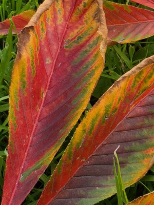 Afbeelding Kastanienbaum mit roter Herbstfärbung - Aesculus x Arnoldiana 'Autumn Splendor'