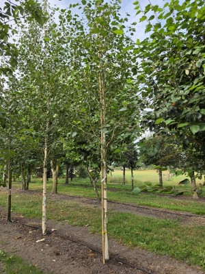 Afbeelding Witte berk - Betula utilis 'Jacquemontii' (Doorenbos)
