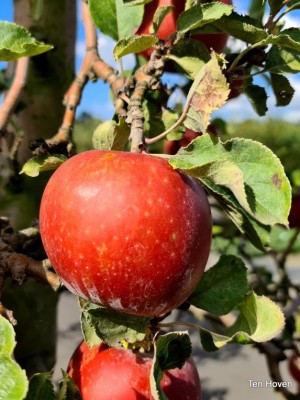 Afbeelding Goudreinet - Malus domestica 'Rode Boskoop'