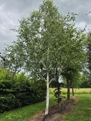 Afbeelding Witte berk (Doorenbos) - Betulus utilis Doorenbos (Jacquemontii)