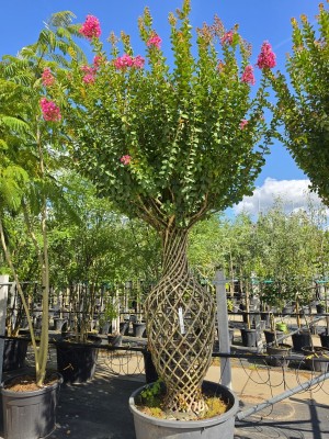 Afbeelding Indische sering vlechtwerk - Lagerstroemia indica