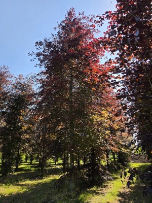 Afbeelding Rode beuk - Fagus sylvatica 'Atropunicea'