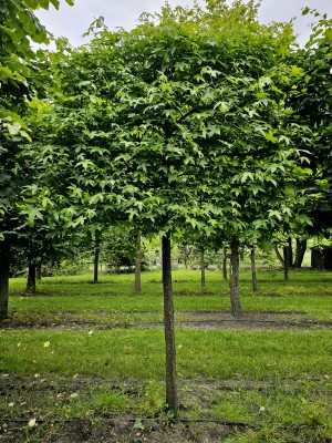 Afbeelding Amberboom leiboom met kurklijsten op takken - Liquidambar styraciflua
