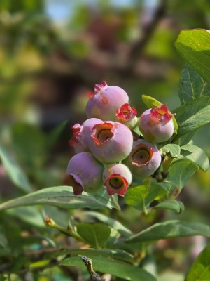 Afbeelding Grote blauwe bes - Vaccineum corymbosum 'Bluecrop'