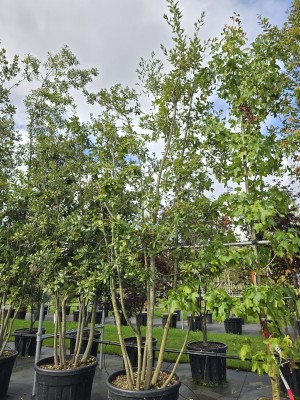 Afbeelding Steeneik - Quercus ilex