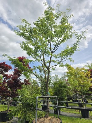Afbeelding Valse Christusdoorn - Gleditsia triachantos 'Sunburst'