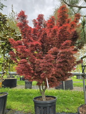 Afbeelding Japanse esdoorn met donkerrood blad - Acer palmatum 'Jerre Schwartz'