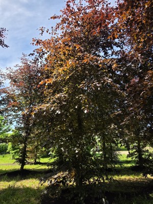 Afbeelding Rode beuk - Fagus sylvatica 'Atropunicea'