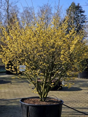 Afbeelding Toverhazelaar - Hamamelis x intermedia 'Arnold Promise'