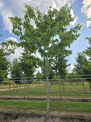 Afbeelding Riesenhartriegel - Cornus controversa