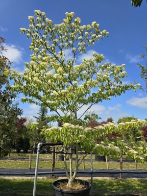 Afbeelding Reuzen Kornoelje - Cornus controversa
