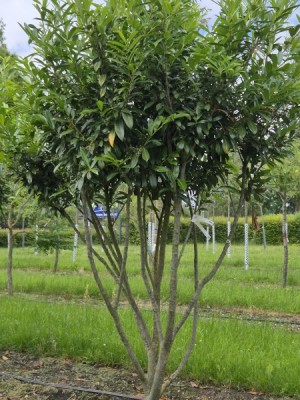 Afbeelding Laurierkers 'Caucasica' - Prunus laurocerasus 'Caucasica'